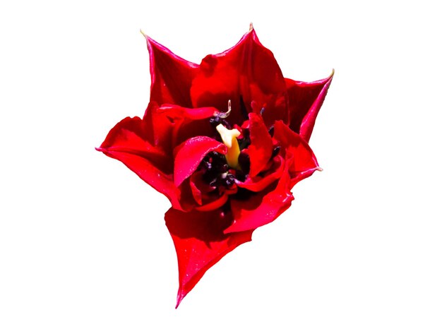 Красный тюльпан, изолированные на белом фоне