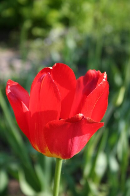 赤いチューリップの大きな花