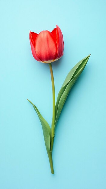 a red tulip on a light blue background
