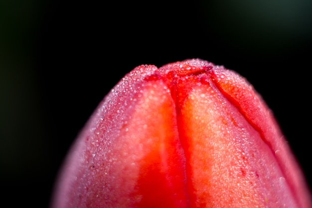 Red Tulip Macro