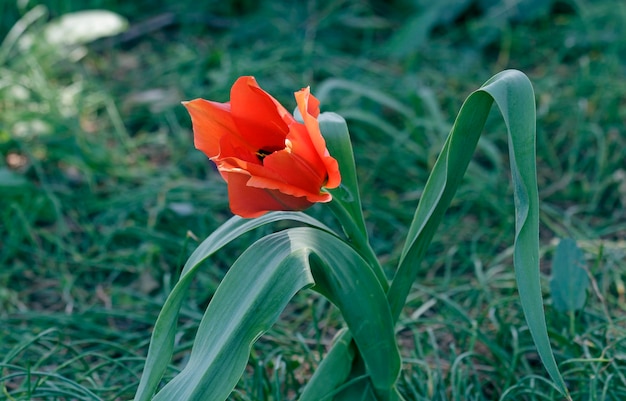 Red tulip in nature closeup