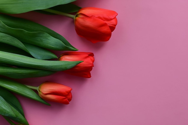 Red Tulip on Pink Background Copy space