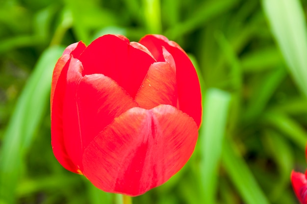 Red tulip at side view