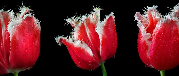 a red tulip with the white on the back