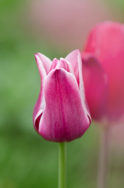 Red tulip with a white strip on the edge Tulip Arabian Mystery