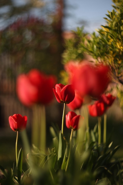 Foto un tulipano rosso con sopra la parola tulipano