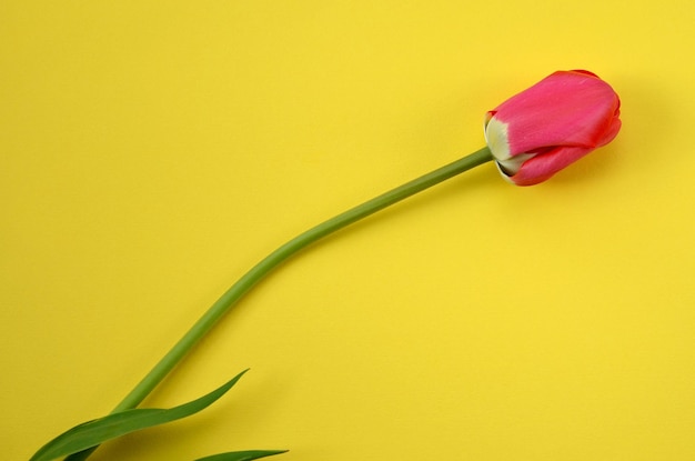 Red tulip on yellow background