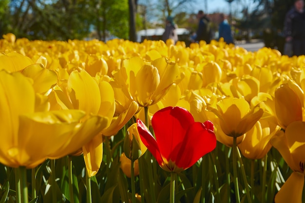 Red tulip on a yellow background