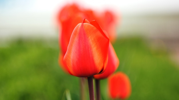 Red tulip