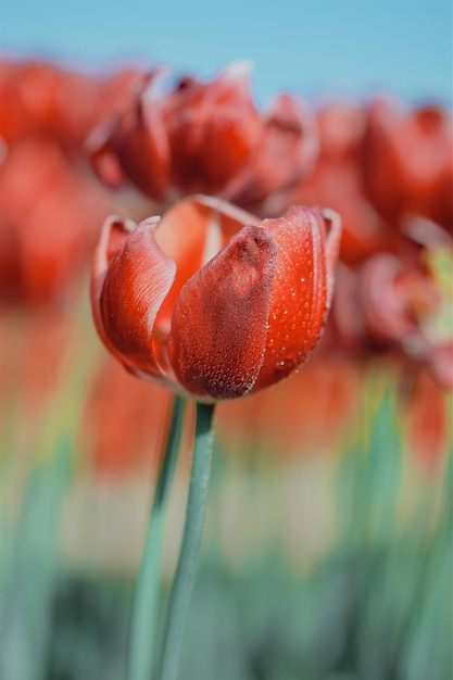 Photo red tulip