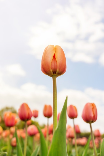 Red tulips against the sky