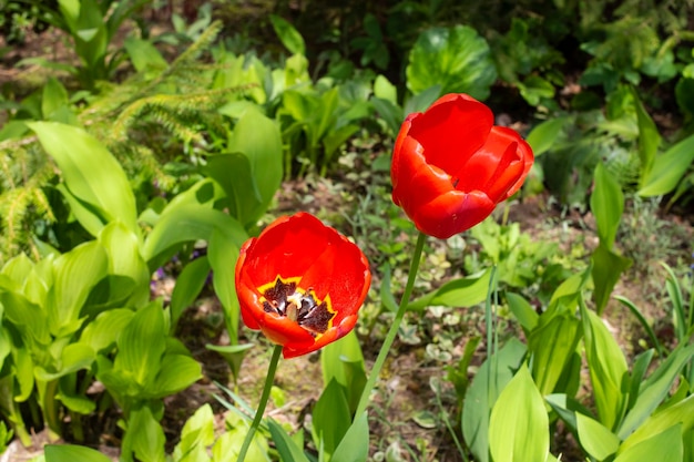 Red tulips on a background of green grass