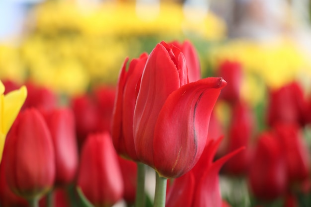 Red Tulips beautiful flora in the garden colorful in nature