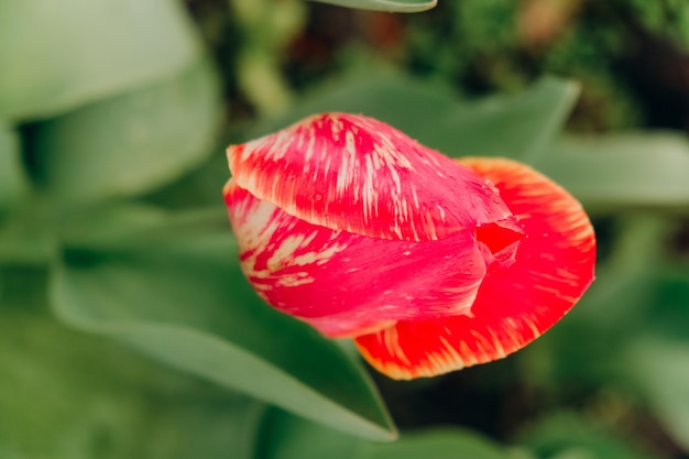 I tulipani rossi sbocciano in primavera dopo la pioggia