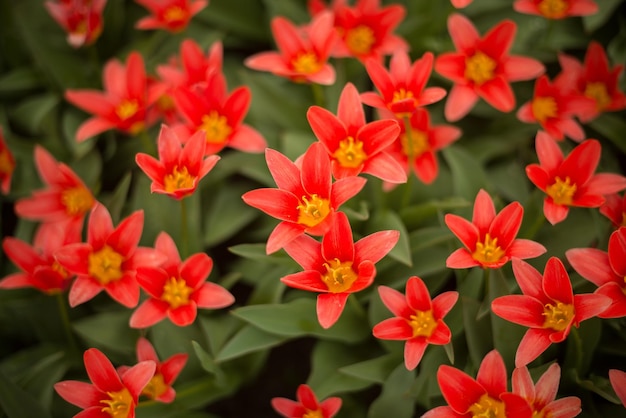 Red tulips bloomed in the field in summer.