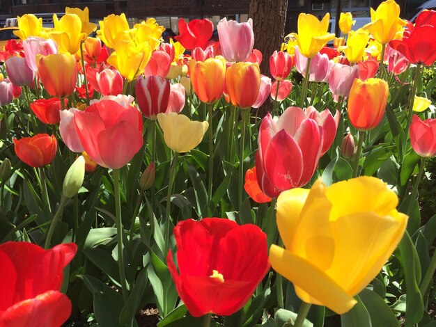 Red tulips blooming in field