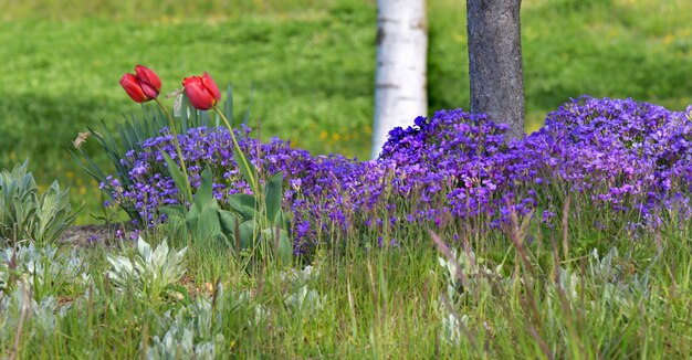 Red tulips blooming among purple aubreta in grass