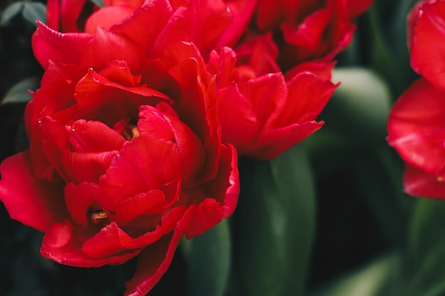 Red tulips blooming in the spring garden