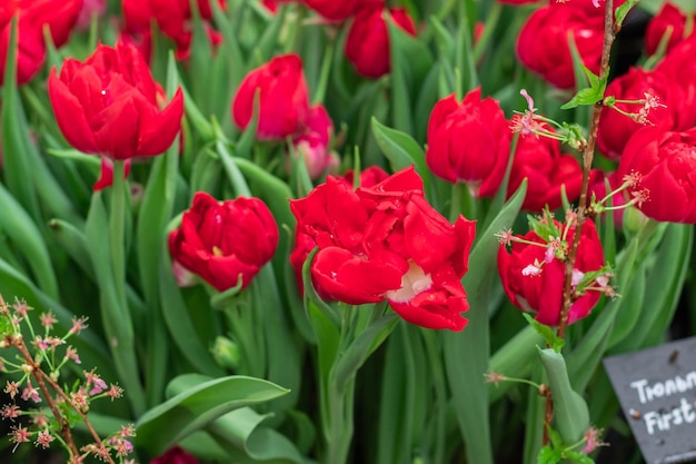 Red tulips blooming in the spring garden