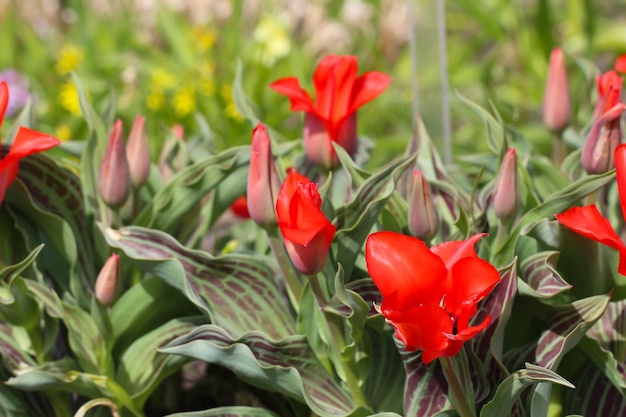 Red tulips blossom in spring with selective focus Tulipa kaufmanniana Regel variety 'Showinner'