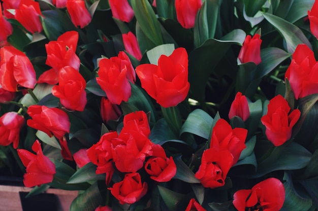 Red tulips in blossom on sunny day in a garden soft selective focus