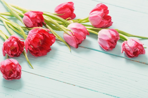 Red tulips on blue mint wooden background