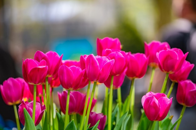 Red tulips on blur background sunny spring day