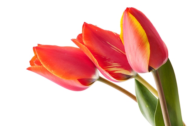 Red tulips bouqet with dew on white