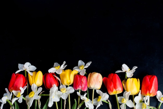 Red tulips and daffodils in row on the black