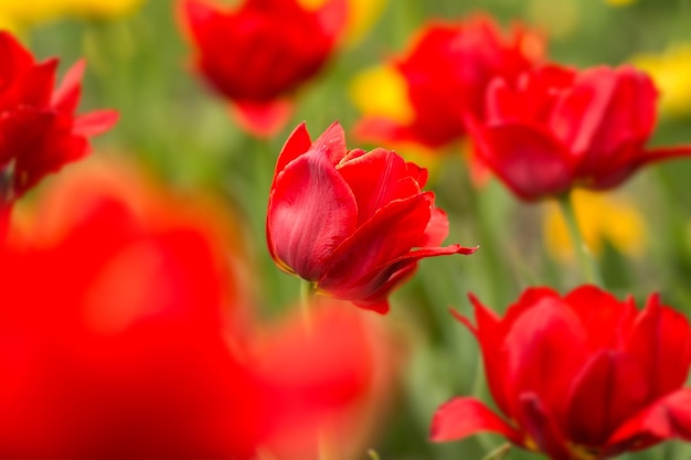 フィールド上の赤いチューリップ明るい春の花