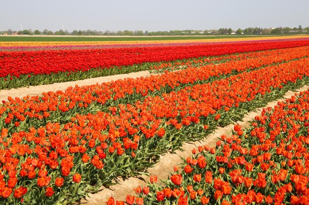 Red tulips in field