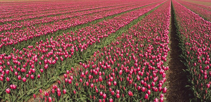 Photo red tulips in field