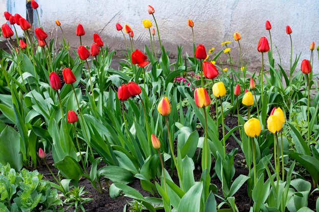 Red tulips on a flower bed closeup