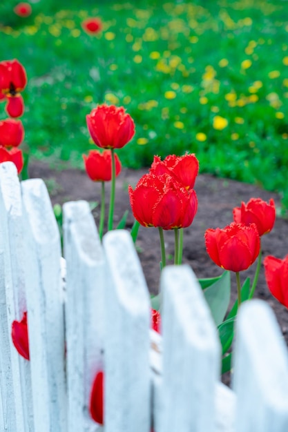 Red tulips in a flower bed behind a white picket fence