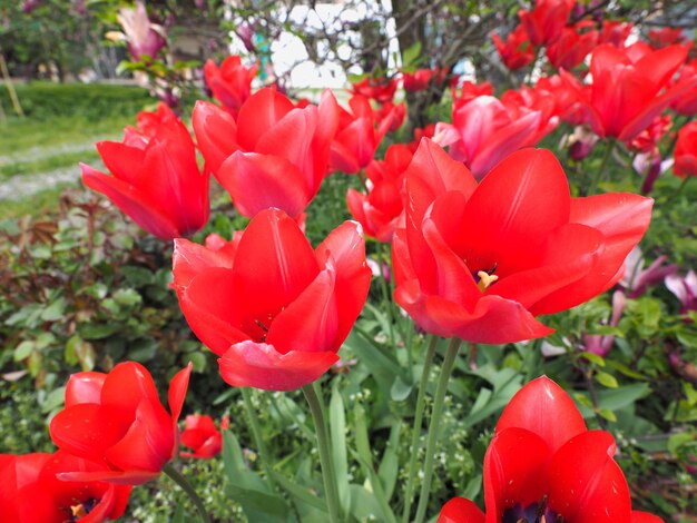 赤いチューリップの花