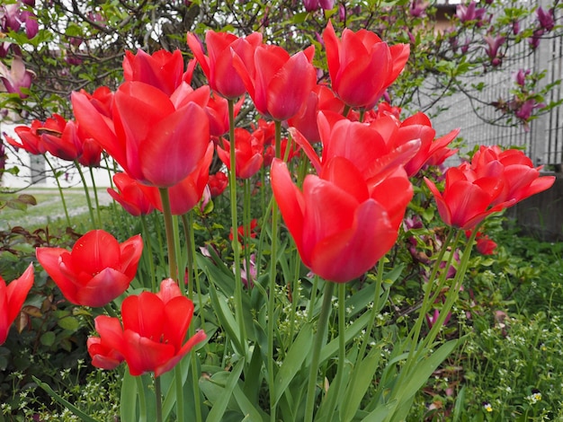 Цветок красных тюльпанов