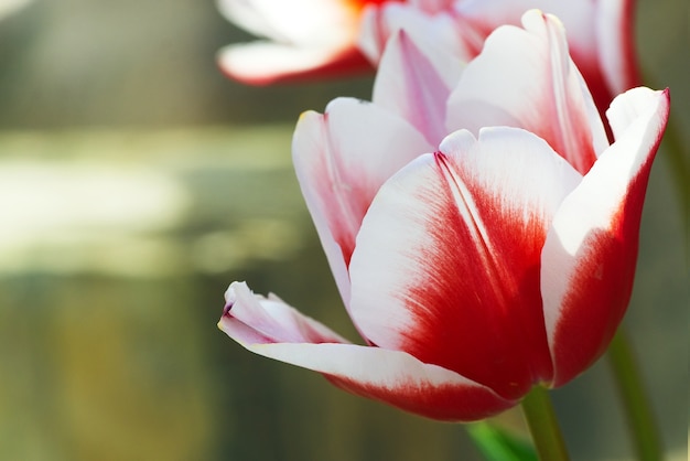 red tulips flower