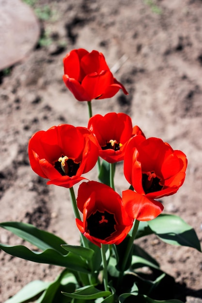 Red tulips on a flowerbed close up