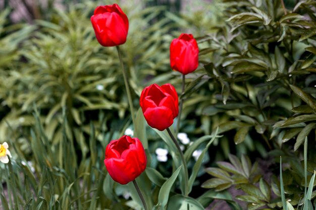 Red tulips flowers blooming in a garden