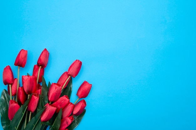 Red Tulips flowers on blue background