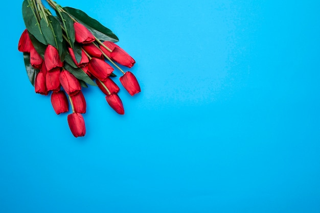 Red Tulips flowers on blue background