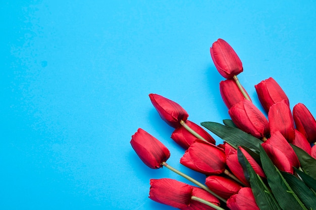 Red Tulips flowers on blue background