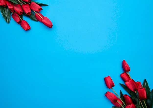 Red Tulips flowers on blue background