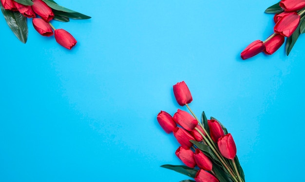 Красные тюльпаны цветы на синем фоне