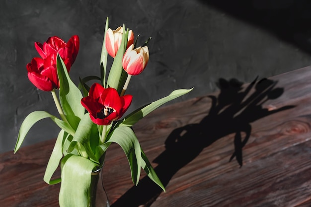 Red tulips flowers in glass vases on paste dark sunlit background with shadows Nature concept Minimal style Flowers scarlet tulips as a gift