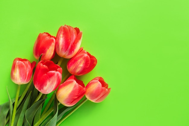 Red tulips flowers on green background