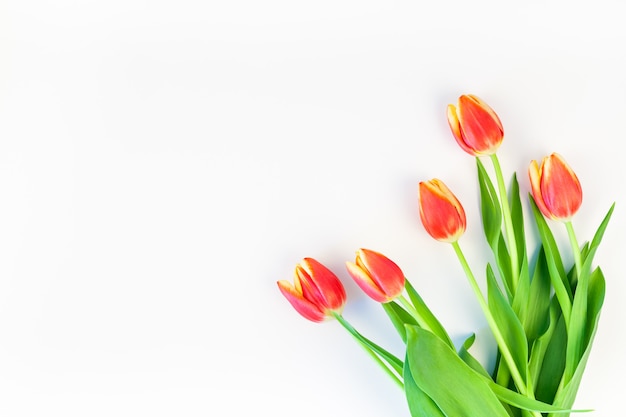 Red tulips flowers on white background