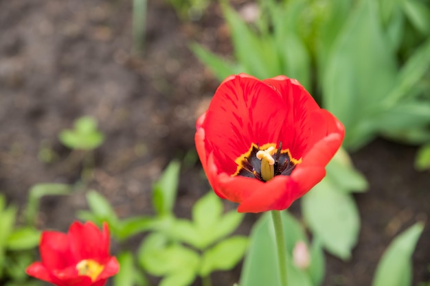 写真 屋外の草原公園の花壇に咲く緑の葉と赤いチューリップの花、世界チューリップの日、チューリップフィールド、自然、春の花の背景