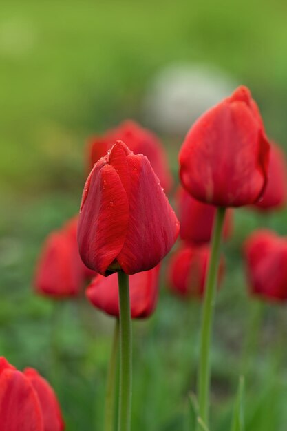 Red tulips over garden background Red colorful tulip