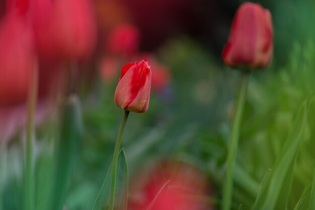 Red tulips over garden background Red colorful tulip